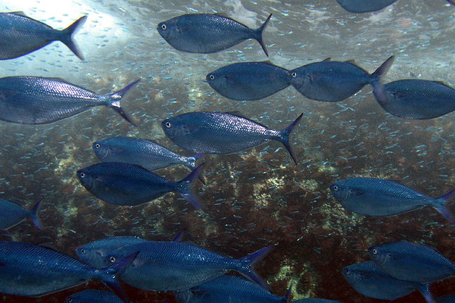 Bathystethus cultratus